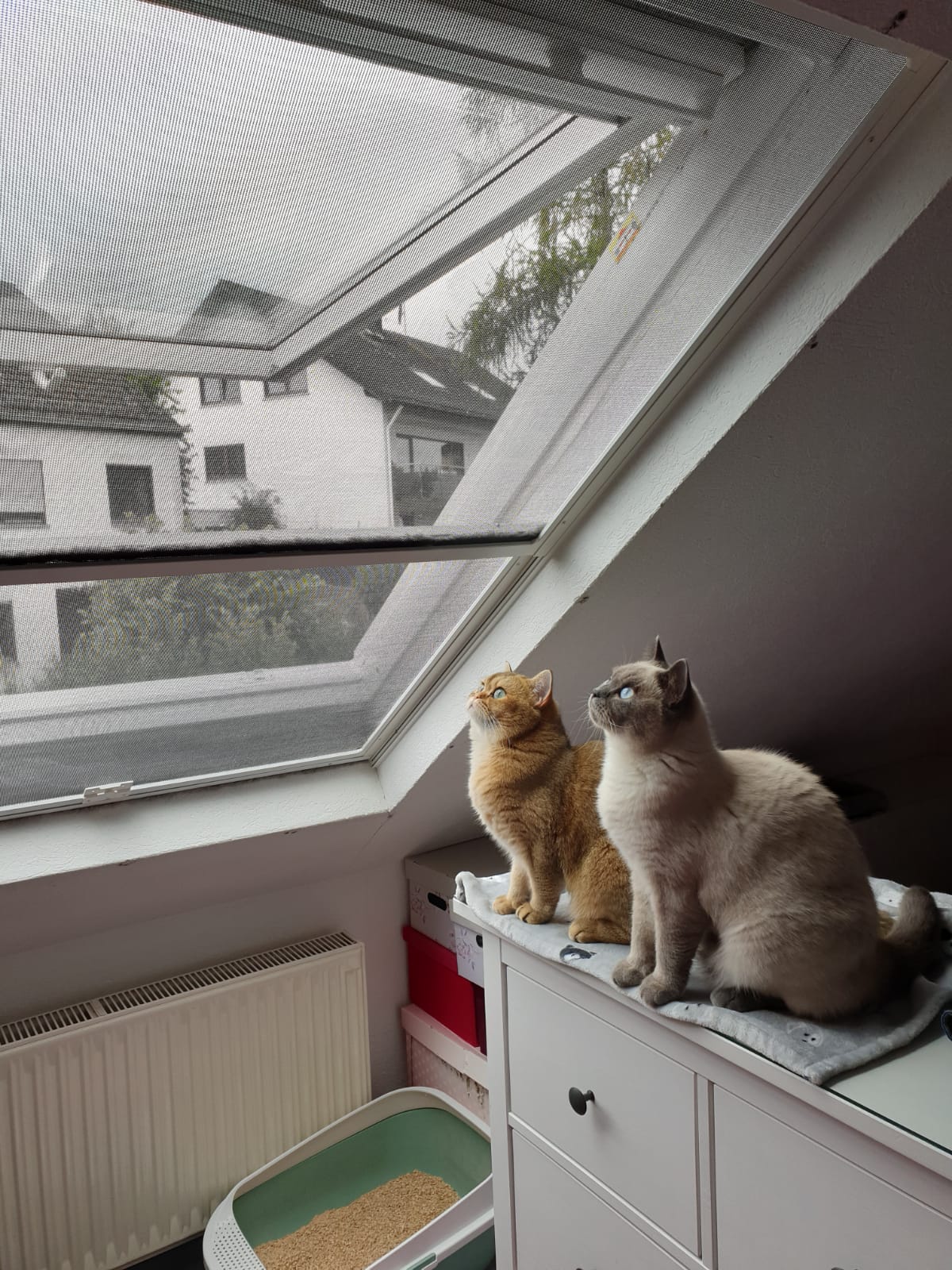 Da gehen keine Insekten durch die Maschen ! Siegel Flyscreens Fliegengitter